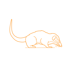 Animals Treeshrews Northern Smooth Tailed Treeshrew Silhouette Cutting Svg Files, Free Vectors File
